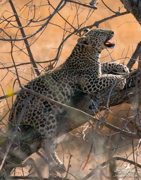 Samburu Amboseli Mara